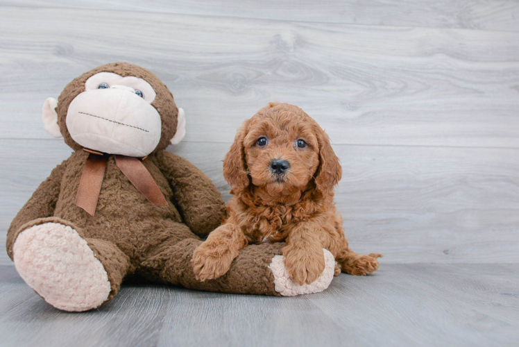 Best Mini Goldendoodle Baby