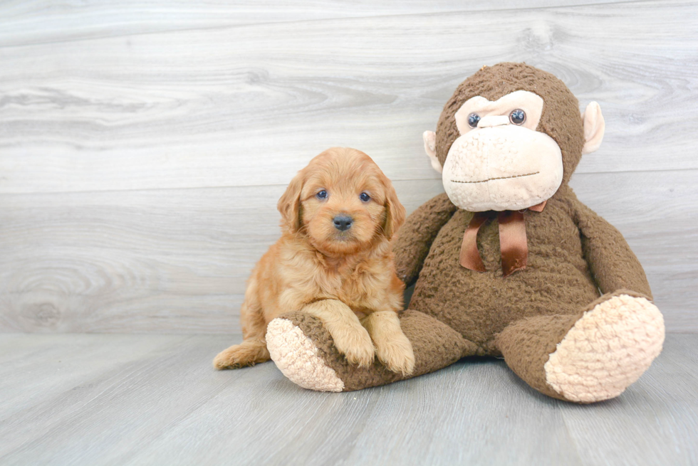 Best Mini Goldendoodle Baby