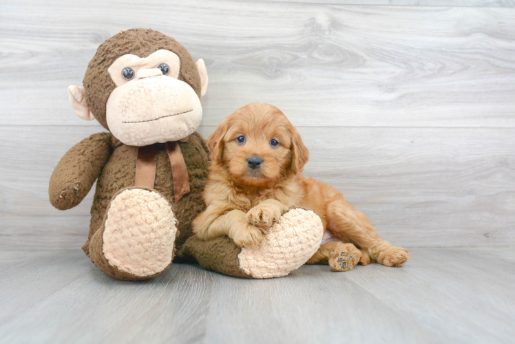 Cute Mini Goldendoodle Baby