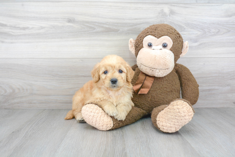 Friendly Mini Goldendoodle Baby