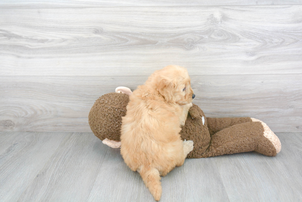 Energetic Golden Retriever Poodle Mix Puppy