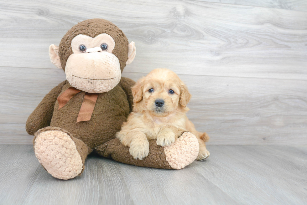 Energetic Golden Retriever Poodle Mix Puppy