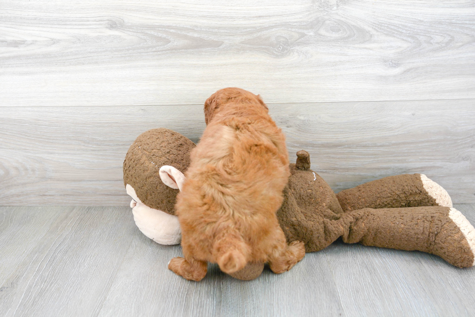 Smart Mini Goldendoodle Poodle Mix Pup