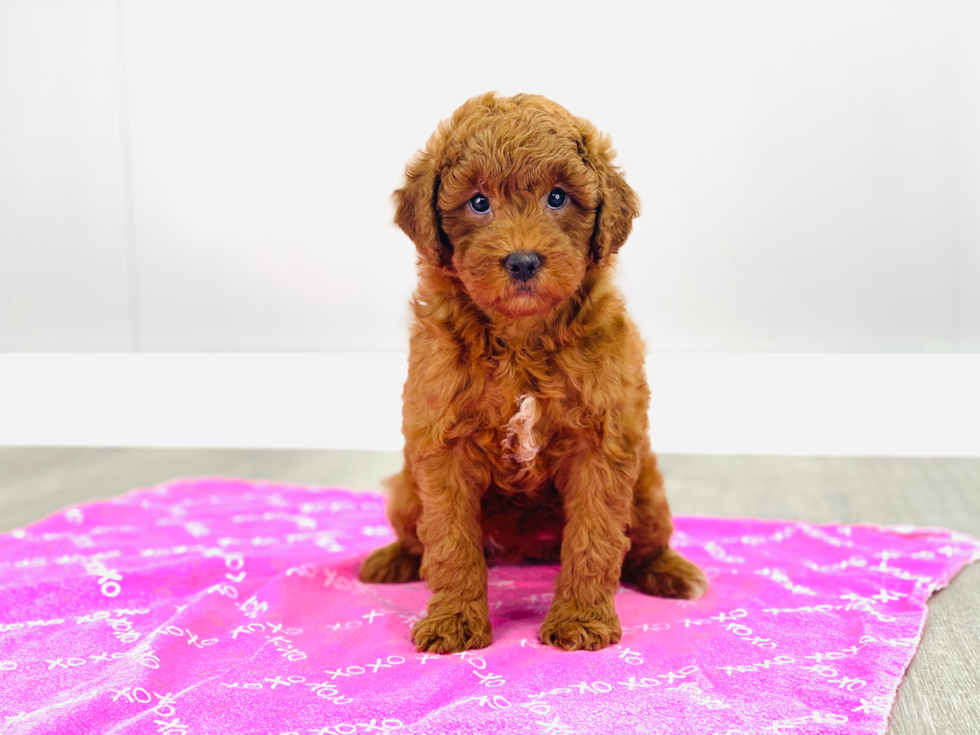 Best Mini Goldendoodle Baby