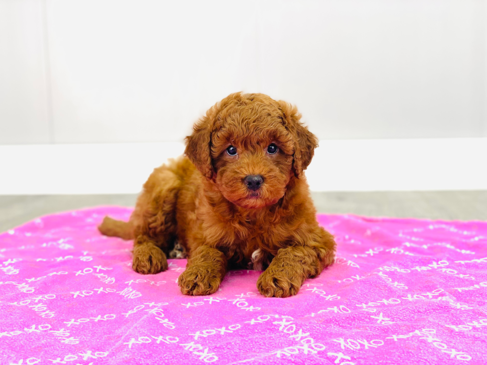 Best Mini Goldendoodle Baby