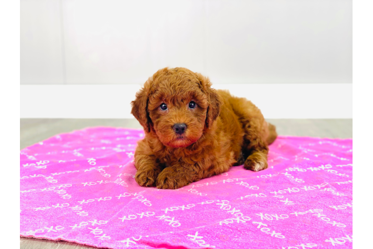 Mini Goldendoodle Pup Being Cute