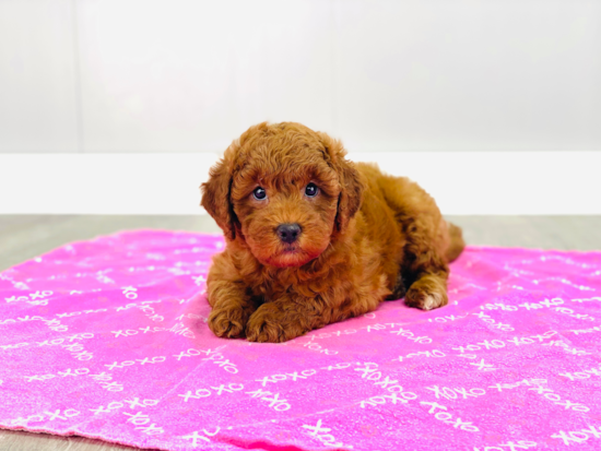 Mini Goldendoodle Pup Being Cute