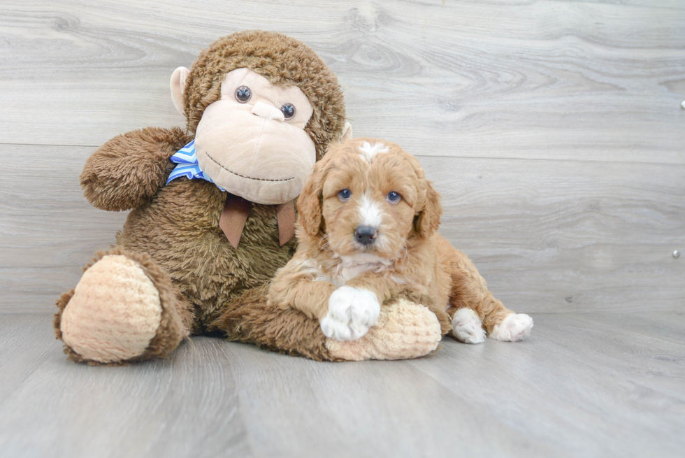 Mini Goldendoodle Pup Being Cute