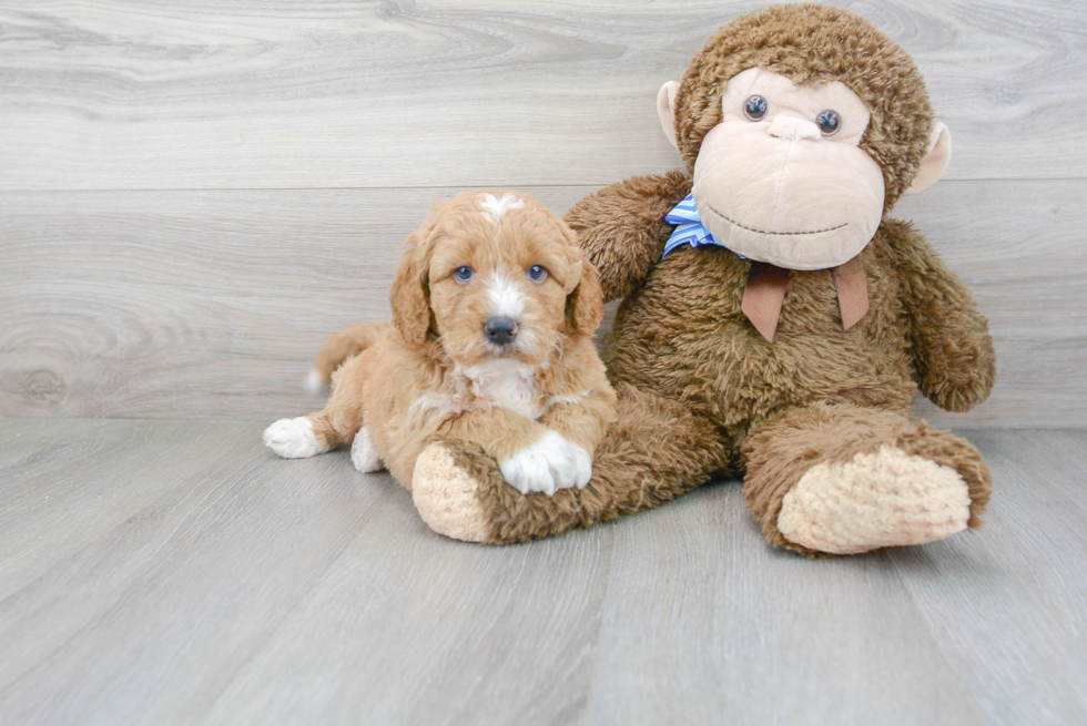 Cute Mini Goldendoodle Baby