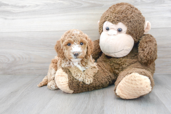 Best Mini Goldendoodle Baby