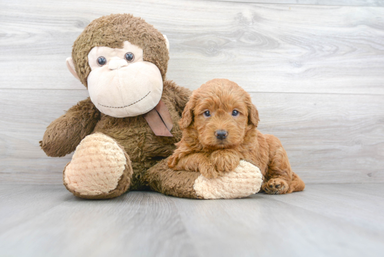 Adorable Golden Retriever Poodle Mix Puppy