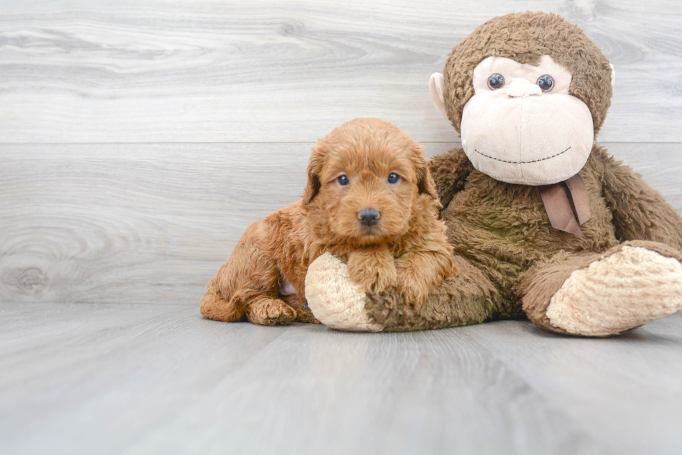 Best Mini Goldendoodle Baby