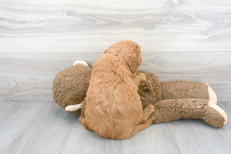 Friendly Mini Goldendoodle Baby