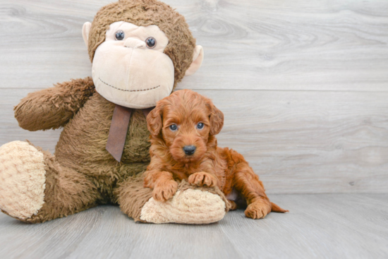 Happy Mini Goldendoodle Baby