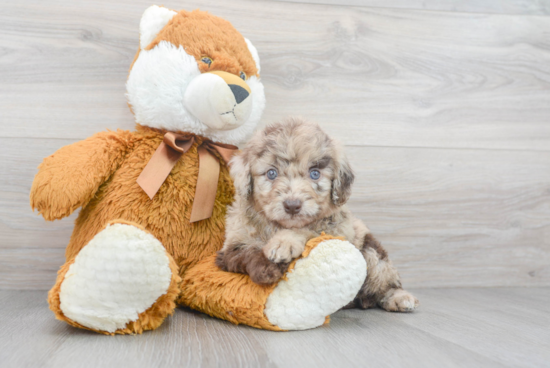 Best Mini Goldendoodle Baby