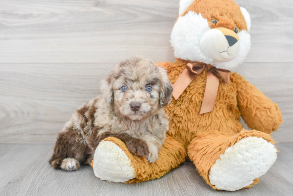 Mini Goldendoodle Pup Being Cute