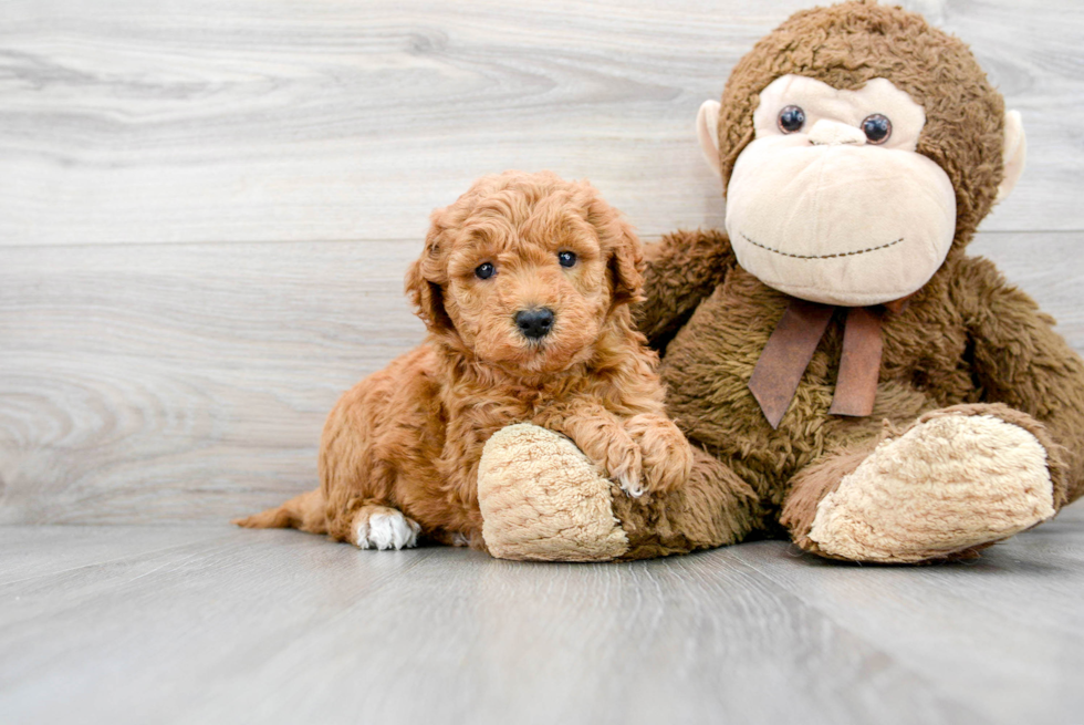 Smart Mini Goldendoodle Poodle Mix Pup