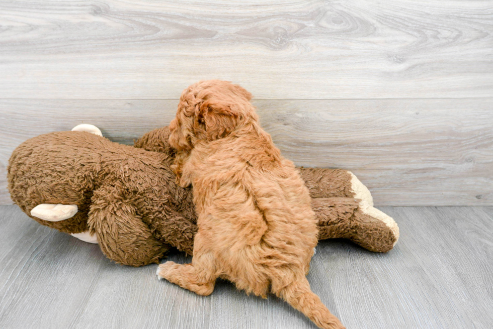 Best Mini Goldendoodle Baby