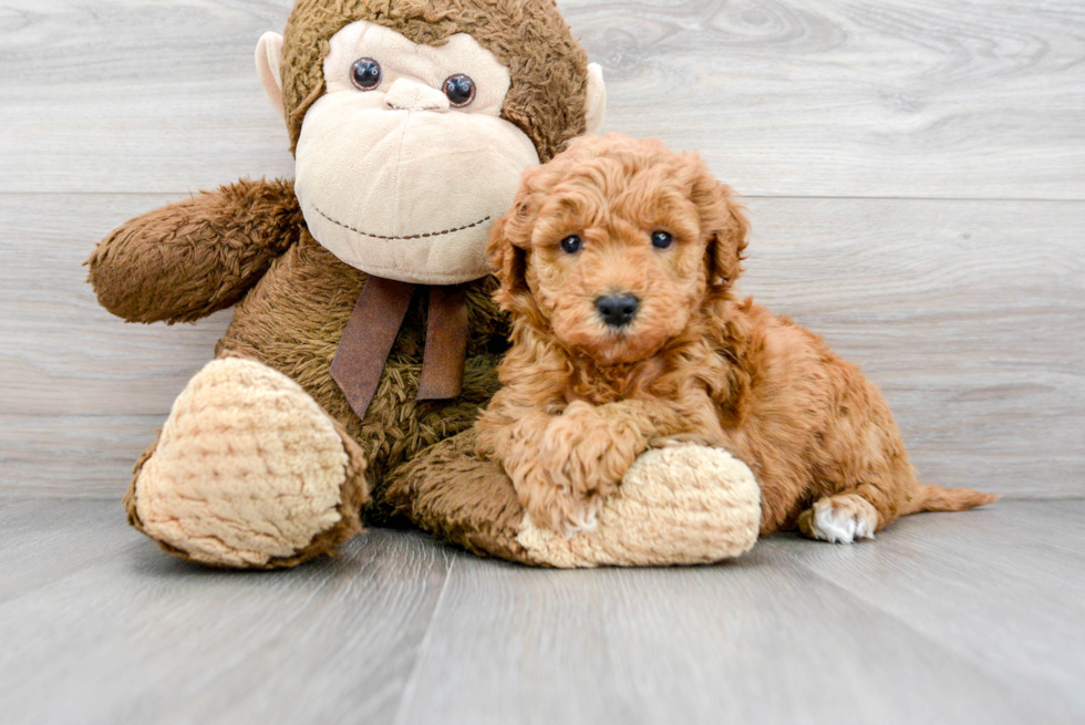 Smart Mini Goldendoodle Poodle Mix Pup