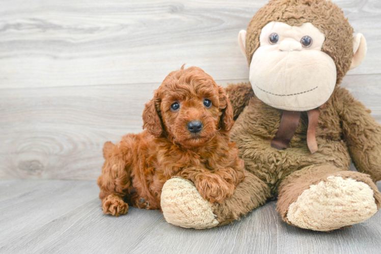 Friendly Mini Goldendoodle Baby