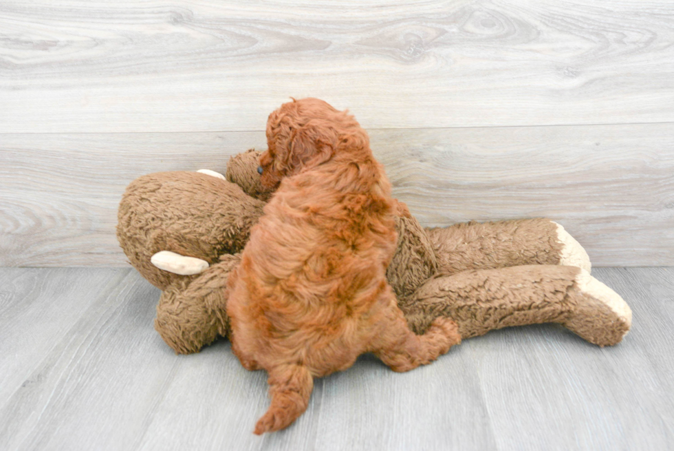 Best Mini Goldendoodle Baby