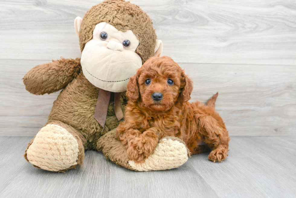 Cute Mini Goldendoodle Baby