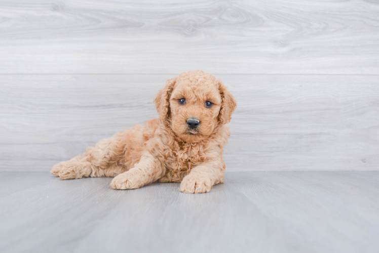 Best Mini Goldendoodle Baby