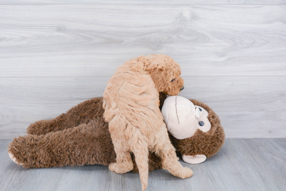 Petite Mini Goldendoodle Poodle Mix Pup