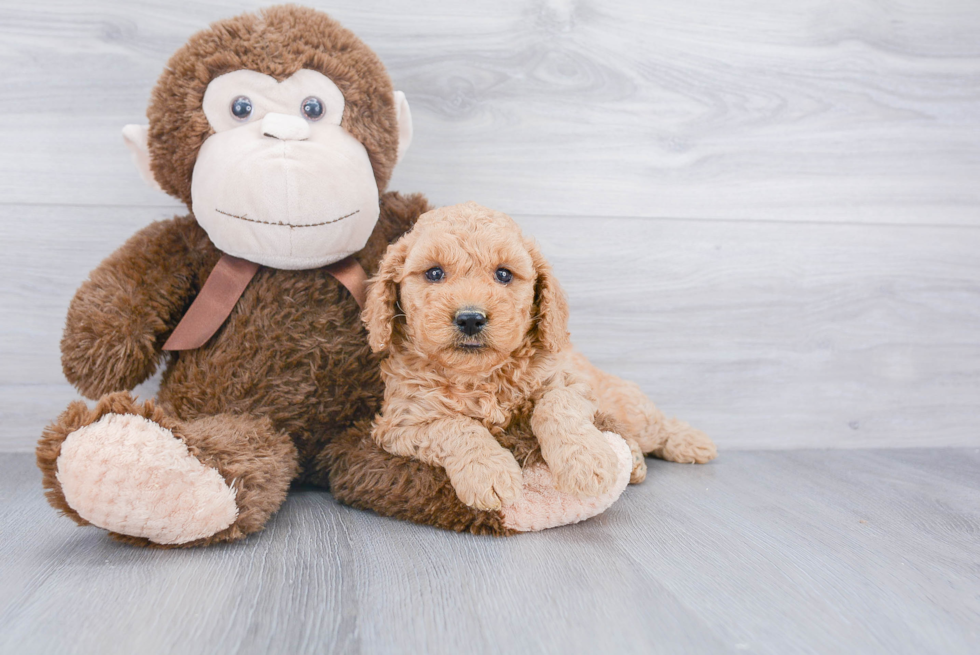 Energetic Golden Retriever Poodle Mix Puppy