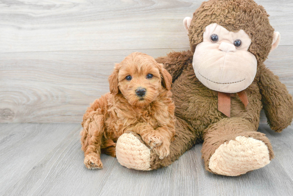 Mini Goldendoodle Pup Being Cute