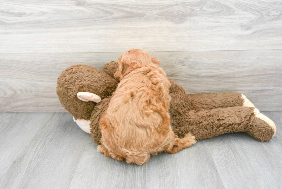 Friendly Mini Goldendoodle Baby