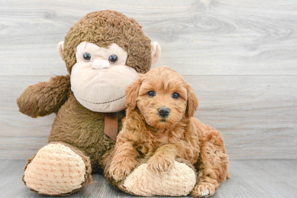 Best Mini Goldendoodle Baby