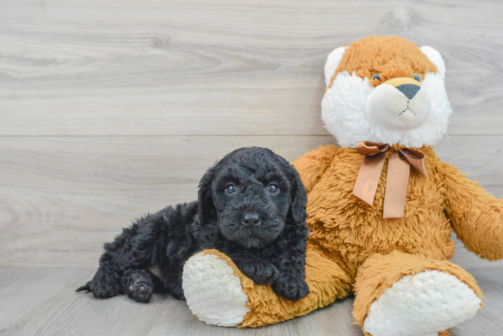 Cute Mini Goldendoodle Baby