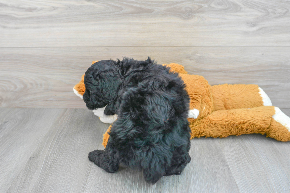 Small Mini Goldendoodle Baby