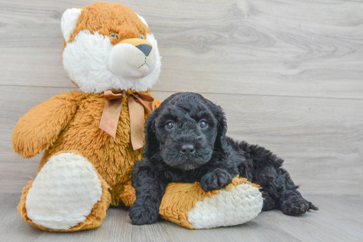 Mini Goldendoodle Pup Being Cute