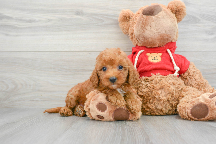 Mini Goldendoodle Puppy for Adoption