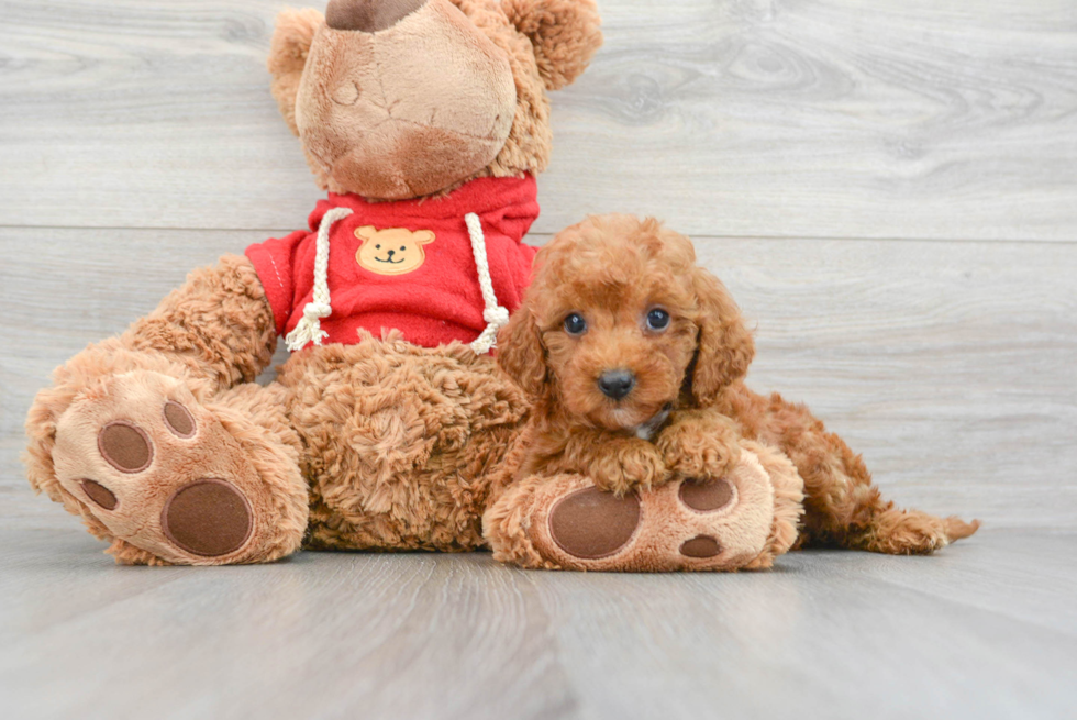 Small Mini Goldendoodle Baby