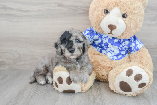 Mini Goldendoodle Pup Being Cute