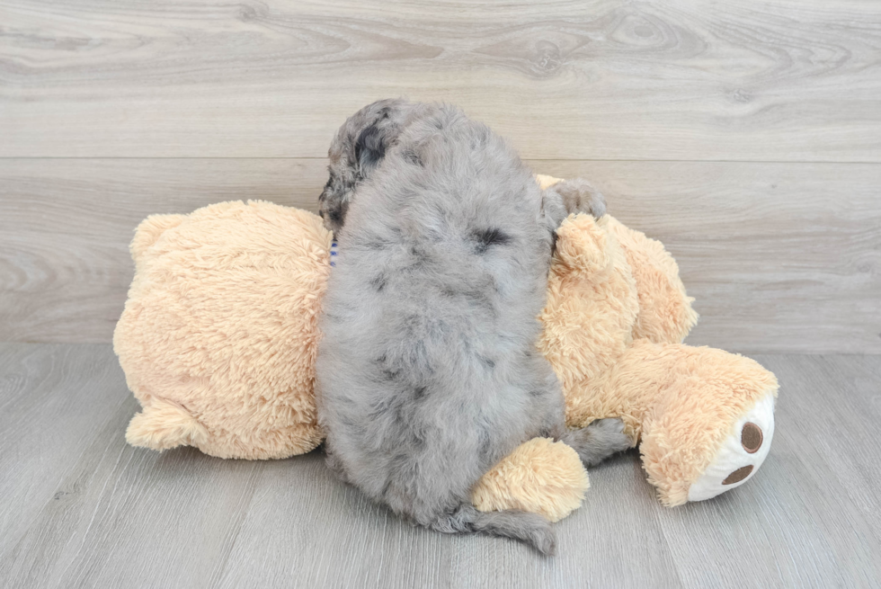 Mini Goldendoodle Pup Being Cute