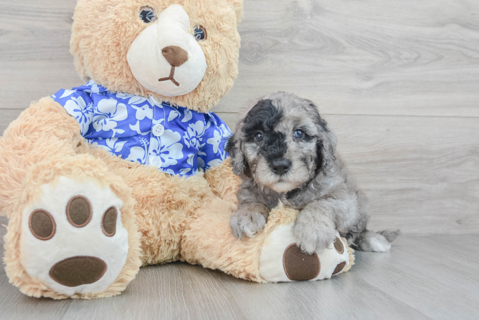 Best Mini Goldendoodle Baby