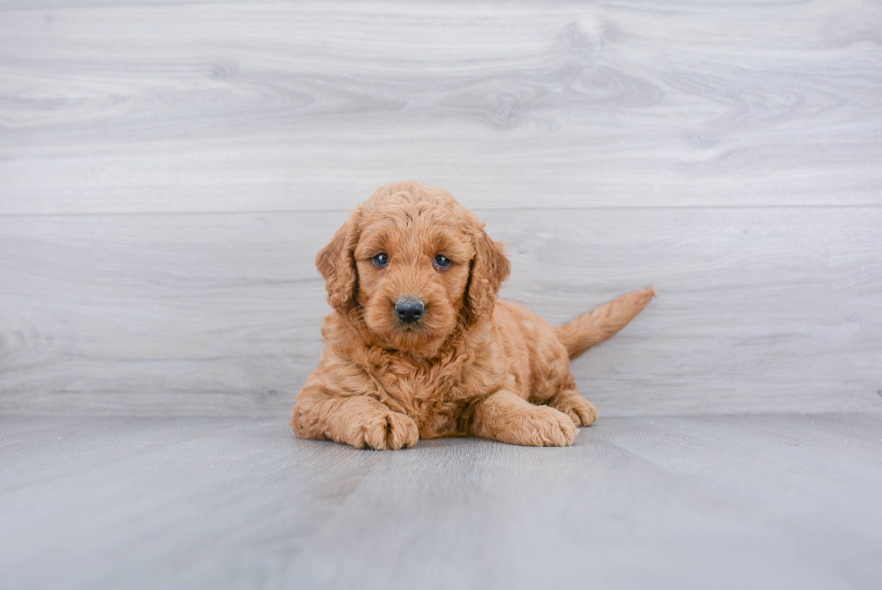 Mini Goldendoodle Pup Being Cute