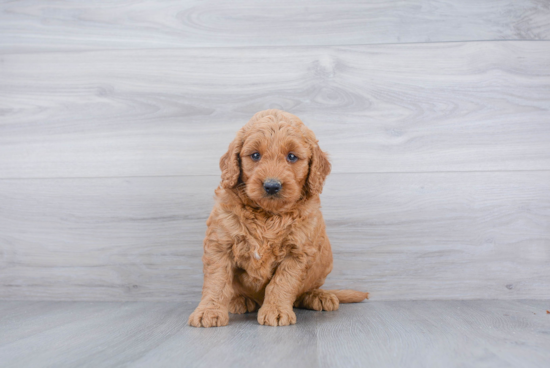 Best Mini Goldendoodle Baby