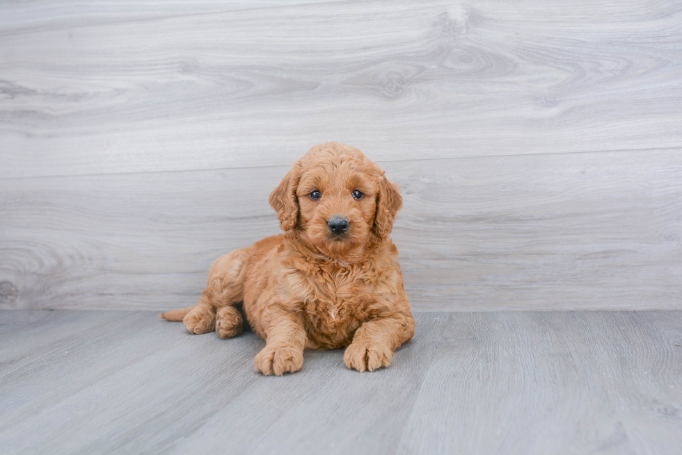 Fluffy Mini Goldendoodle Poodle Mix Pup