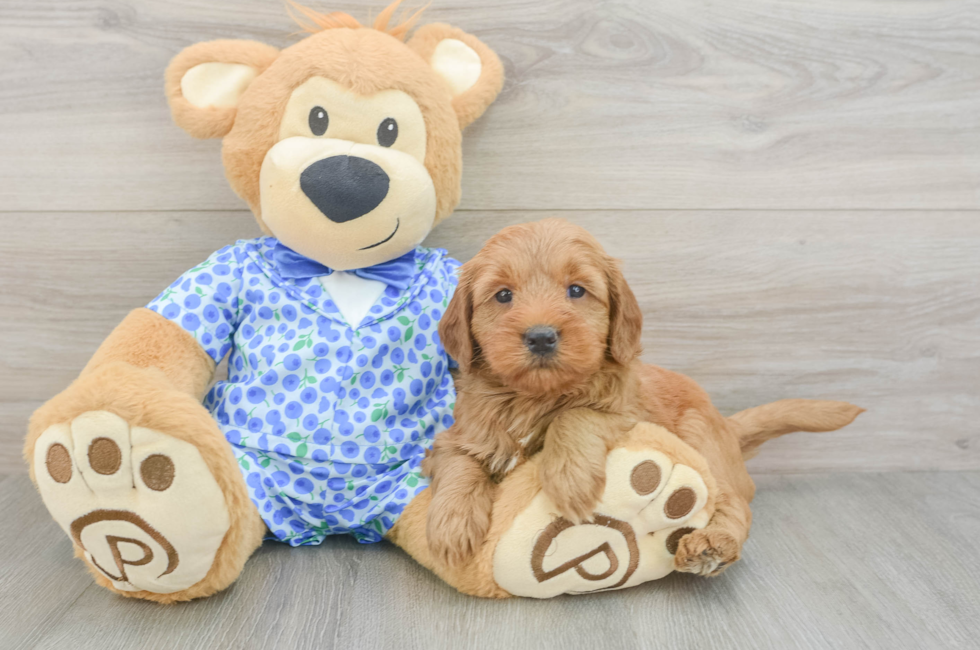 5 week old Mini Goldendoodle Puppy For Sale - Premier Pups