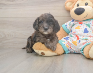 7 week old Mini Goldendoodle Puppy For Sale - Premier Pups