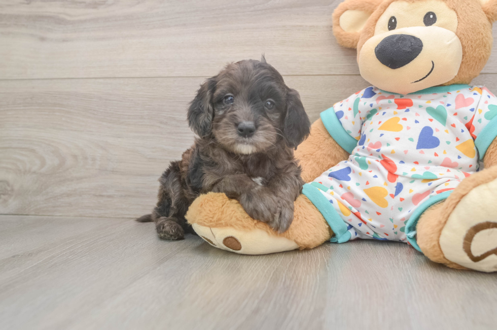 5 week old Mini Goldendoodle Puppy For Sale - Premier Pups
