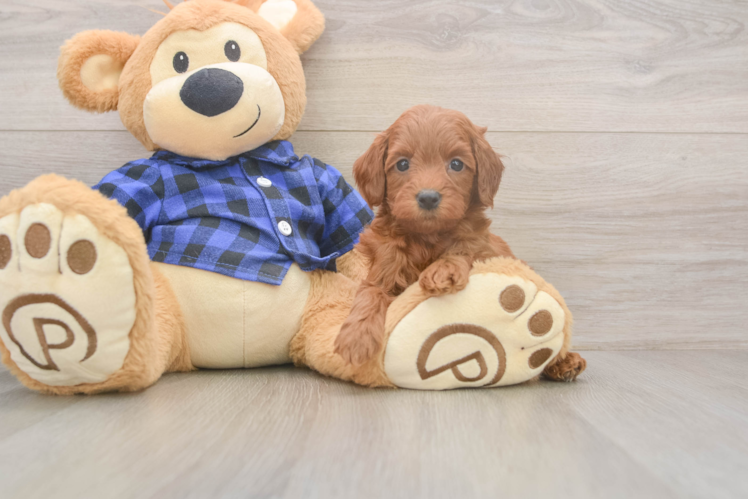 Popular Mini Goldendoodle Poodle Mix Pup