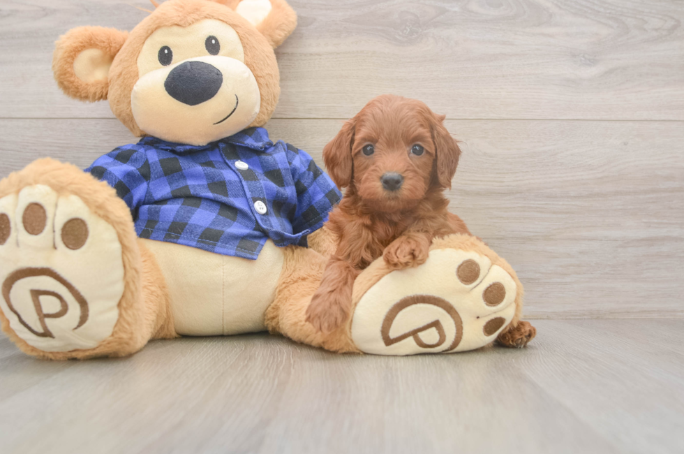 5 week old Mini Goldendoodle Puppy For Sale - Premier Pups