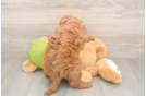 Cute Mini Goldendoodle Baby