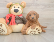 5 week old Mini Goldendoodle Puppy For Sale - Premier Pups